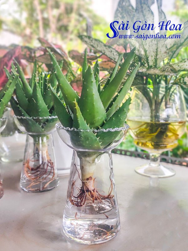 Cây Nha Đam Thủy Canh