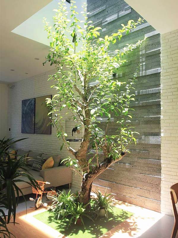 Cây Đào Tiên Trồng Sân Vườn