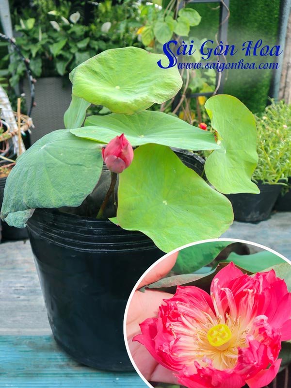 Cây Sen Nhật Đỏ