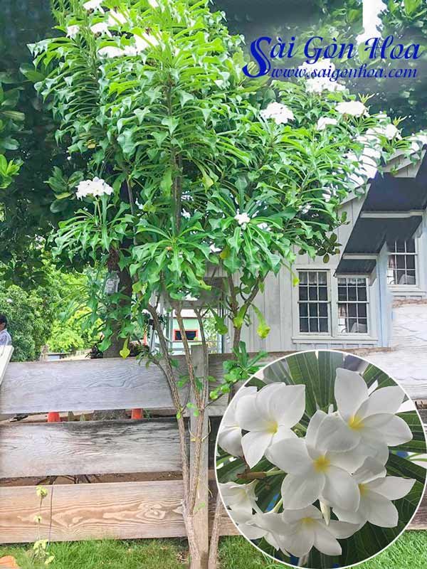 Cây Hoa Sứ Hỏa Tiễn