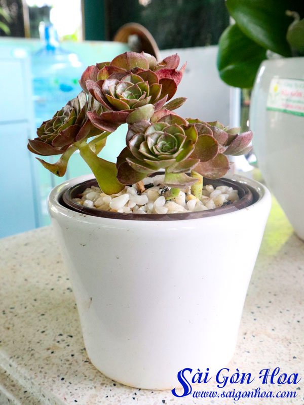 Sen Đá Aeonium Tím Để Bàn