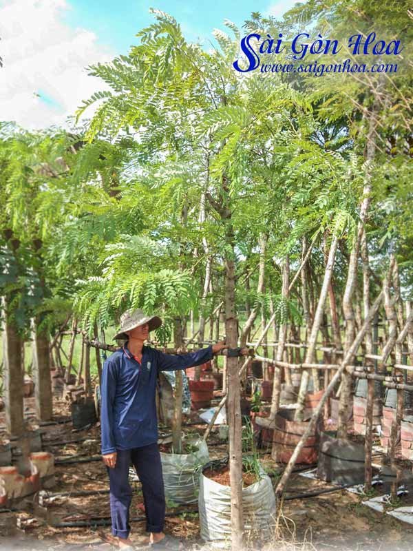 Cây Cẩm Lai