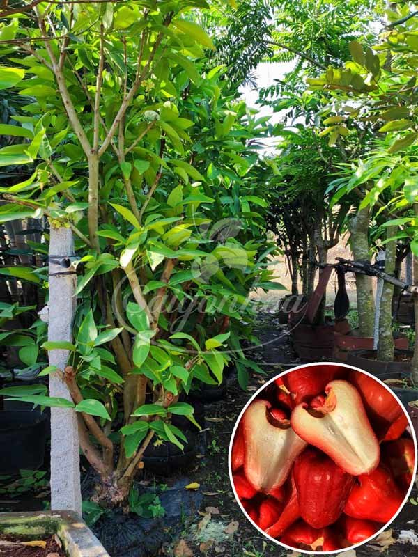Cây Mận Trồng Sân Vườn