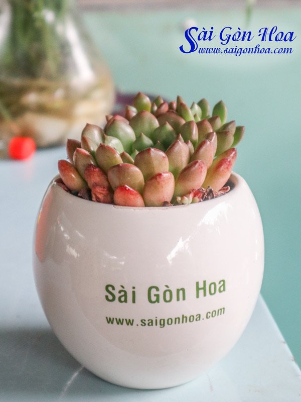 Sen Đá Ruby Đỏ Để Bàn