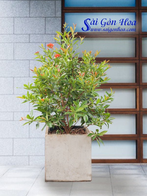 Cây Hoa Mai Thái