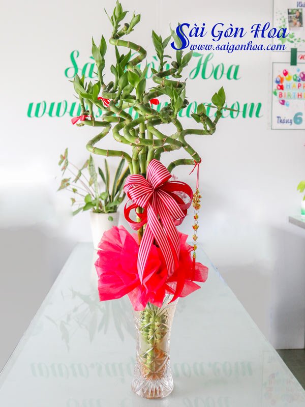 Cây Phát Lộc Xoắn Cắm Bình