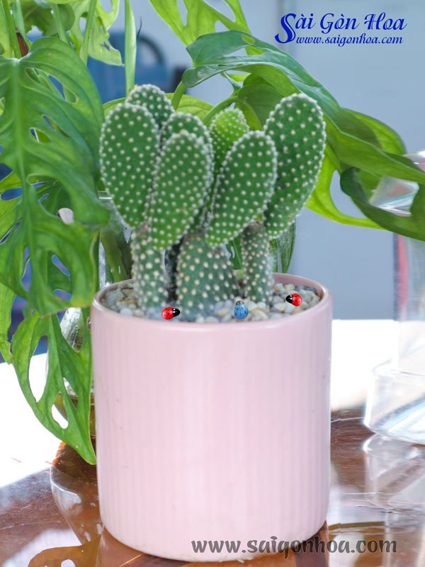 Xương Rồng Tai Thỏ Để Bàn