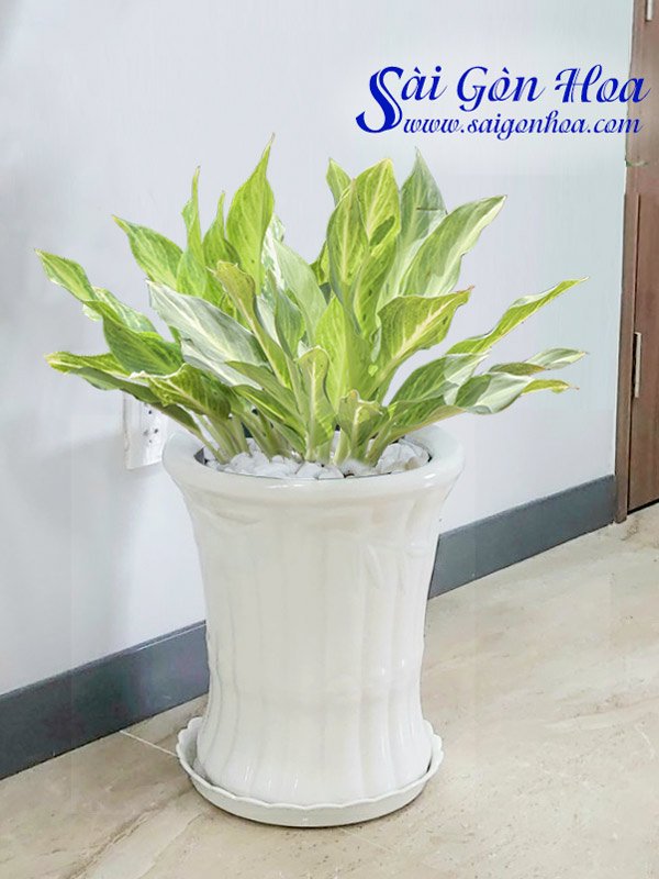Cây Lan Tuyết Chậu Đứng