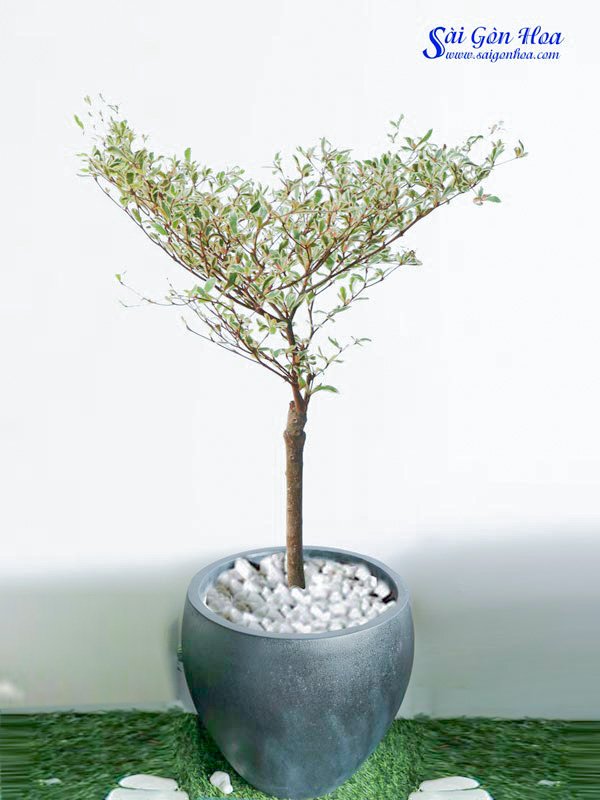 Cây Bàng Cẩm Thạch Trồng Chậu