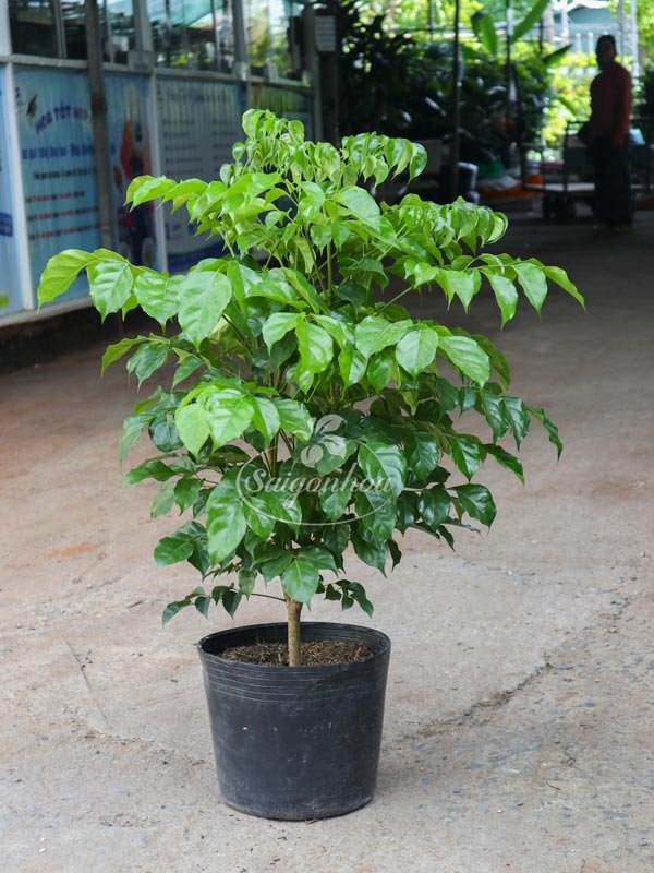 Cây Hạnh Phúc