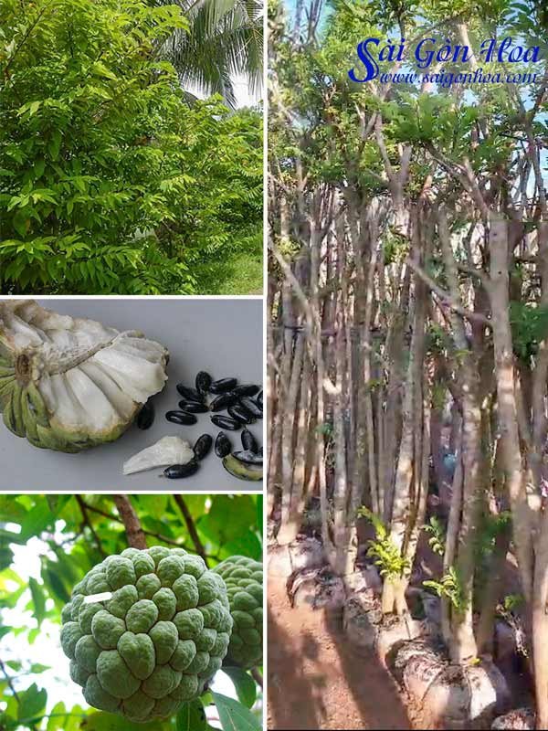 Cây Mãng Cầu Na