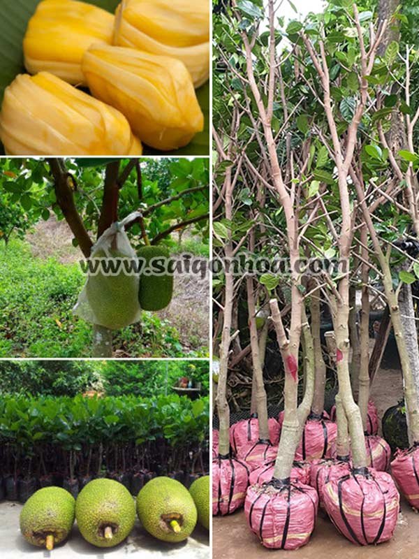 Cây Mít Siêu Sớm