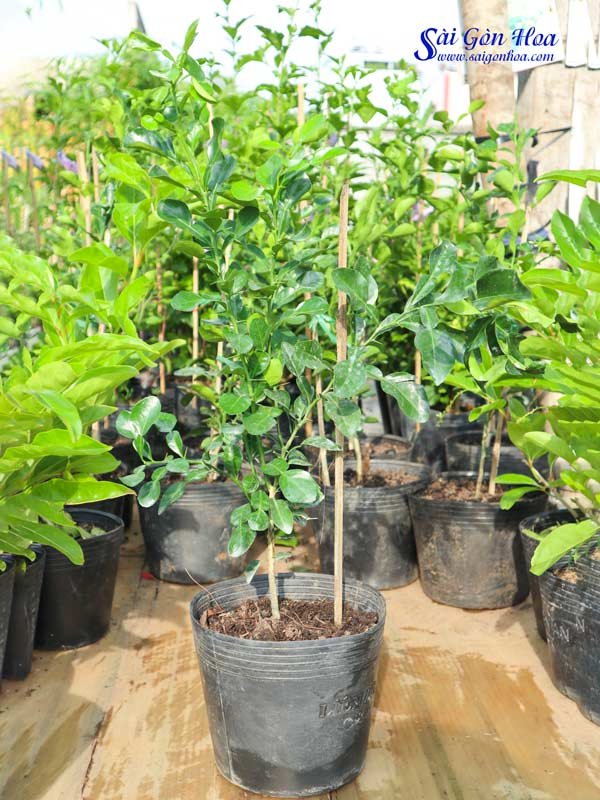 Cây Chúc – Cây Chanh Thái