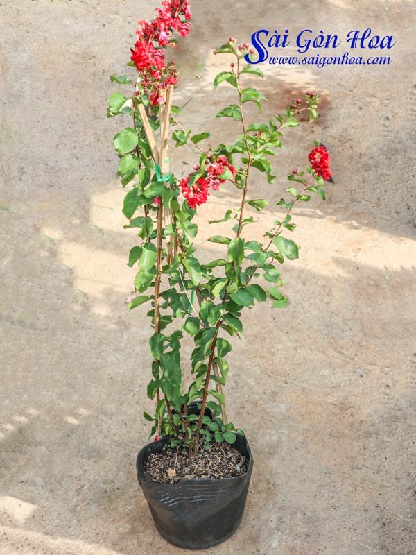 Cây Hoa Tường Vi Đỏ