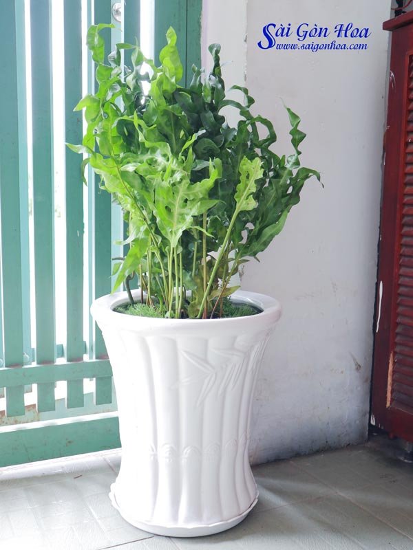 Chậu Cây Dương Xỉ Gạc Nai