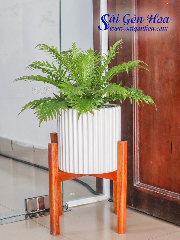 Chậu Cây Dương Xỉ Khổng Tước