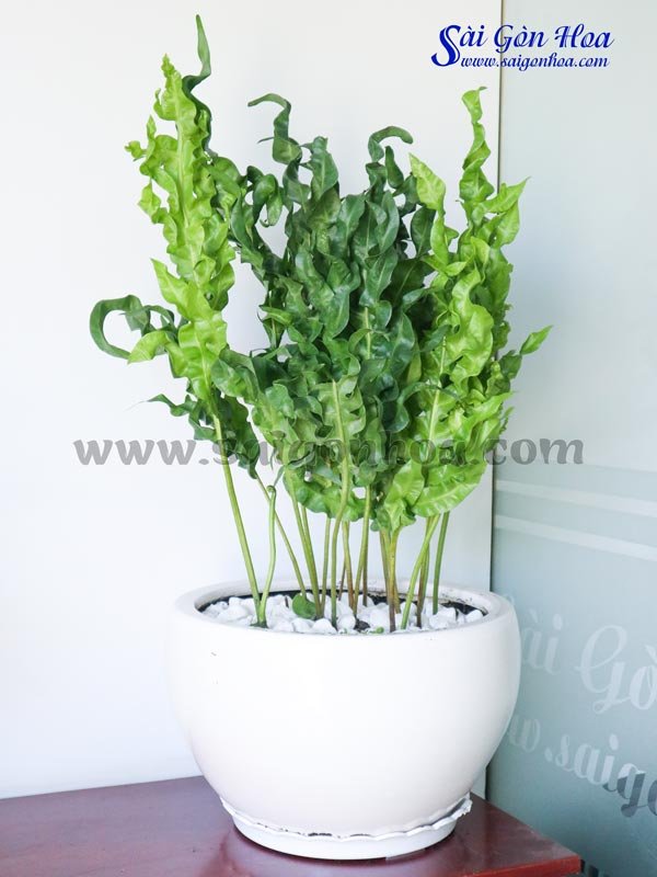 Cây Dương Xỉ Gạc Nai Để Bàn