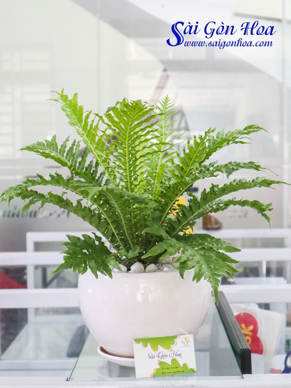 Cây Dương Xỉ Khổng Tước Để Bàn