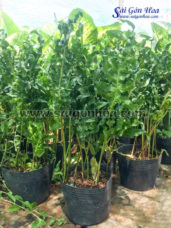Cây Dương Xỉ Gạc Nai
