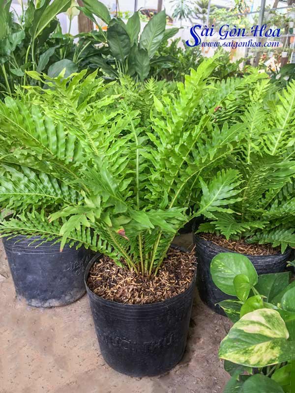 Cây Dương Xỉ Khổng Tước