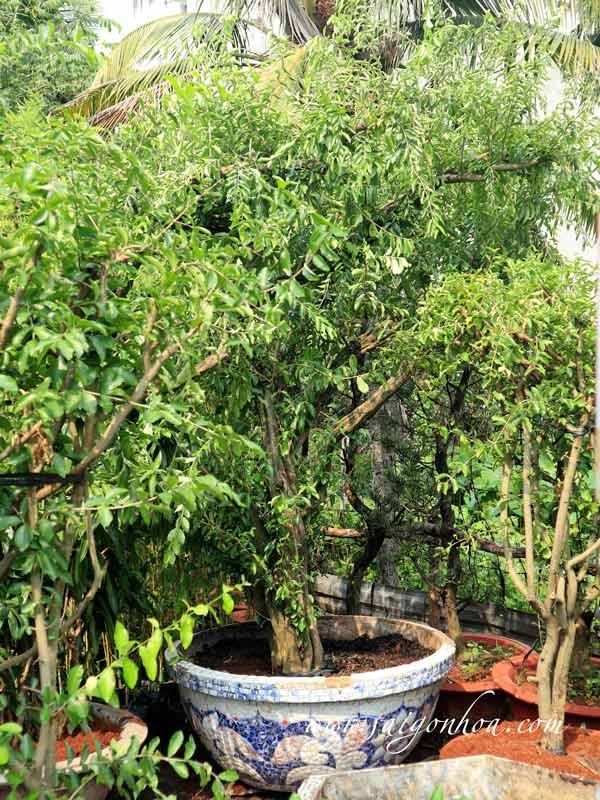 Cây Sơ Ri Trồng Trong Chậu