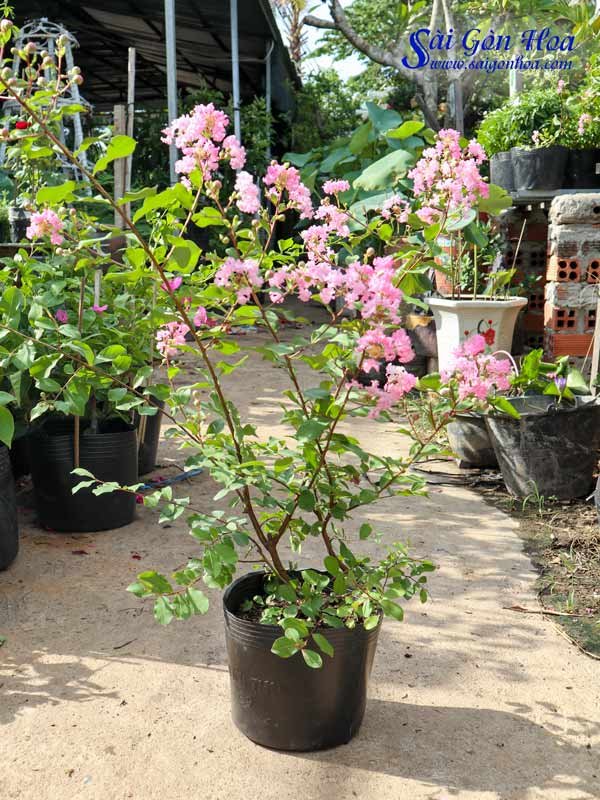 Cây Tường Vi