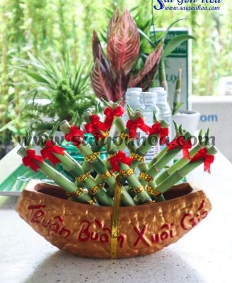 Cây Phát Lộc Thuyền Rẻ Quạt