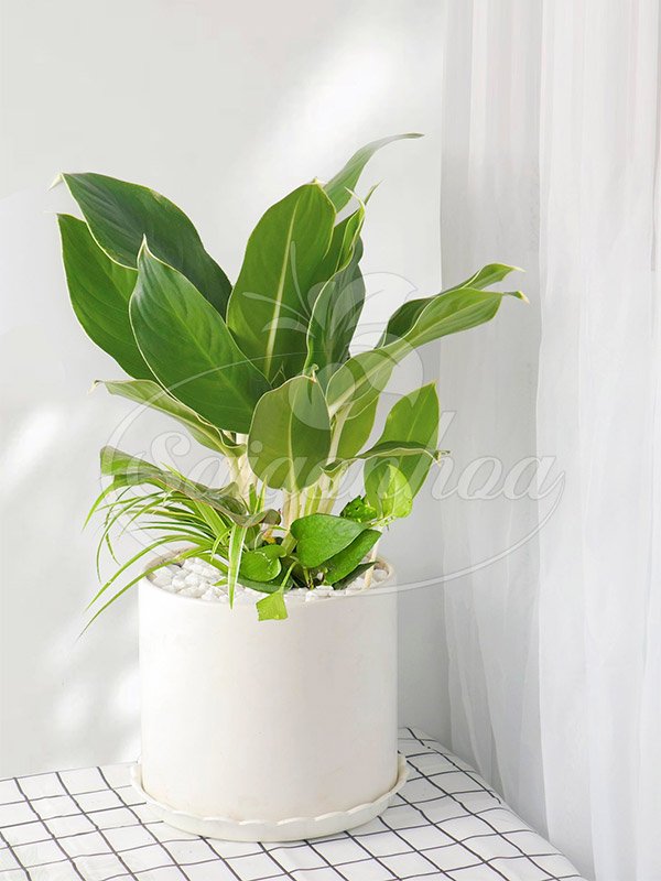 Cây Bạch Mã Xanh Để Bàn