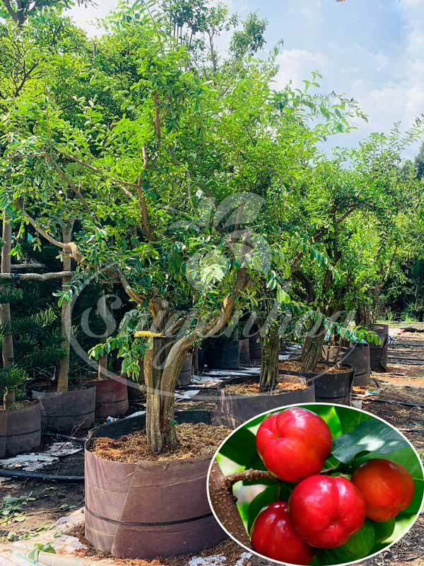 Cây Sơ Ri Trồng Sân Vườn