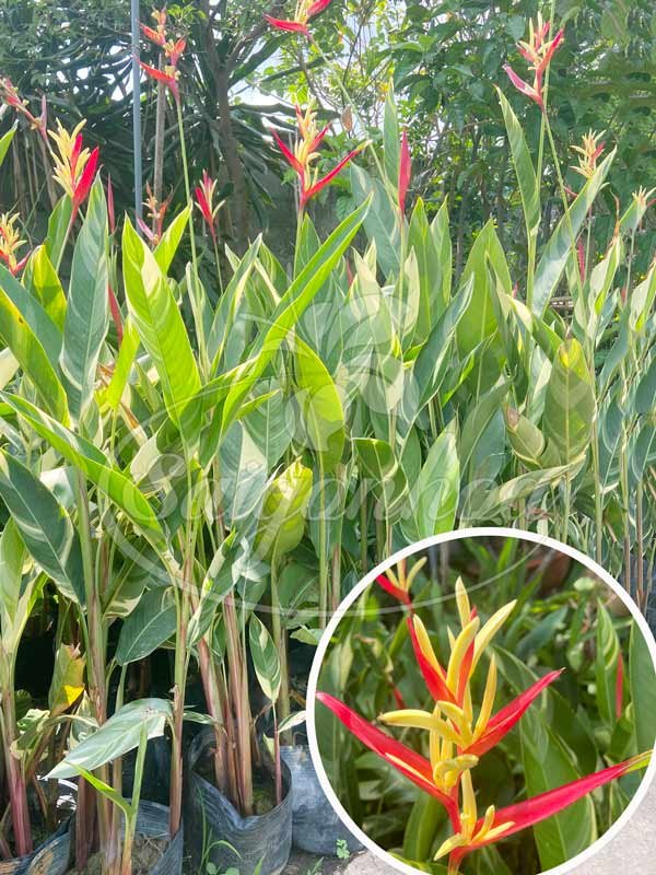 Cây Chuối Mỏ Két Cẩm Thạch