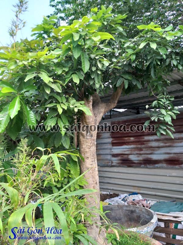 Cây Nhãn Trồng Sân Vườn