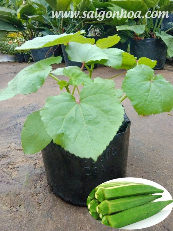Cây Đậu Bắp