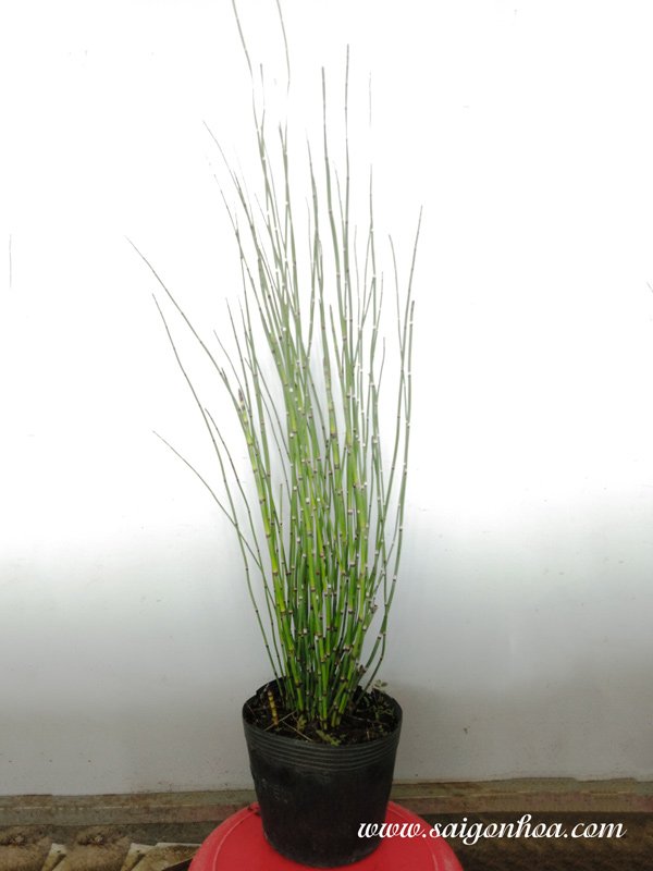 Cây Thiền Trúc