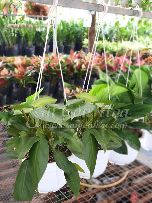 Cây Trầu Bà Tỷ Phú Chậu Treo