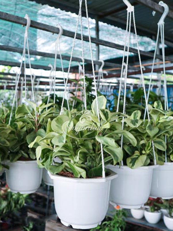 Cây Trường Sinh Cẩm Thạch Chậu Treo