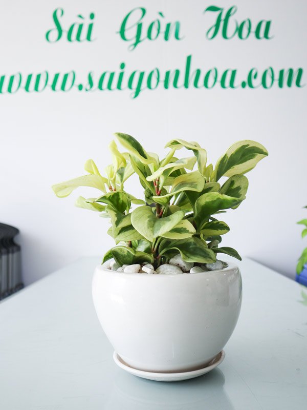 Cây Trường Sinh Cẩm Thạch Để Bàn