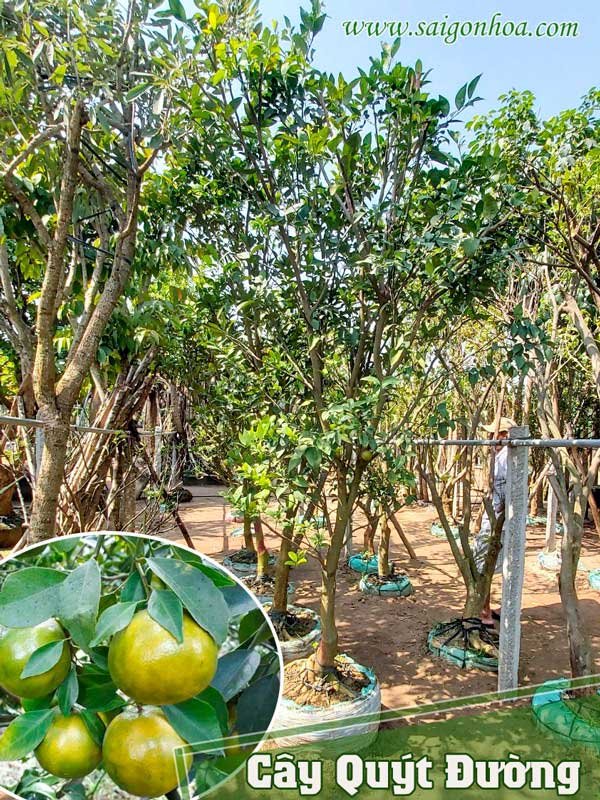 Cây Quýt Đường Trồng Sân Vườn