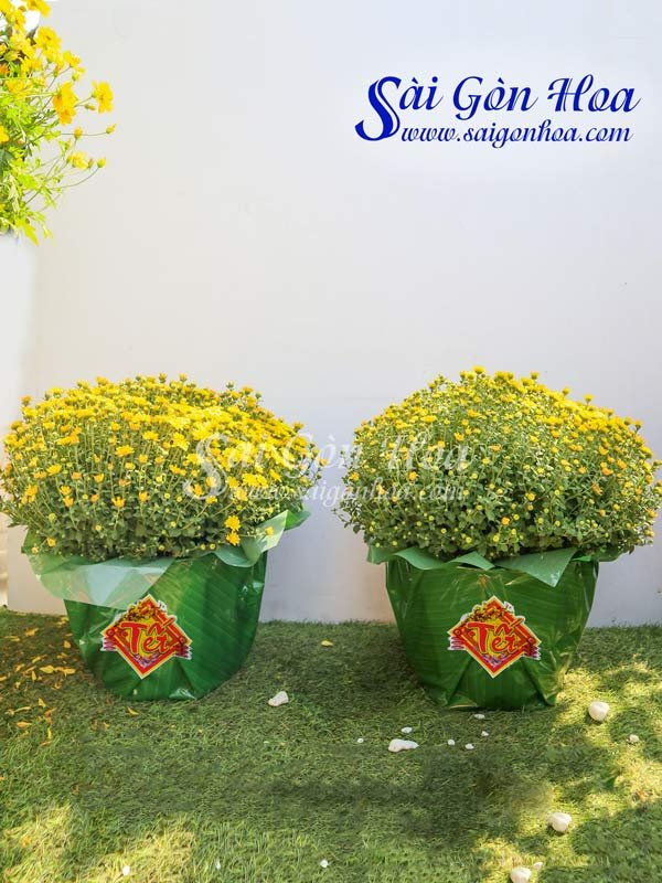 Hoa Cúc Mâm Xôi Giấy Xanh
