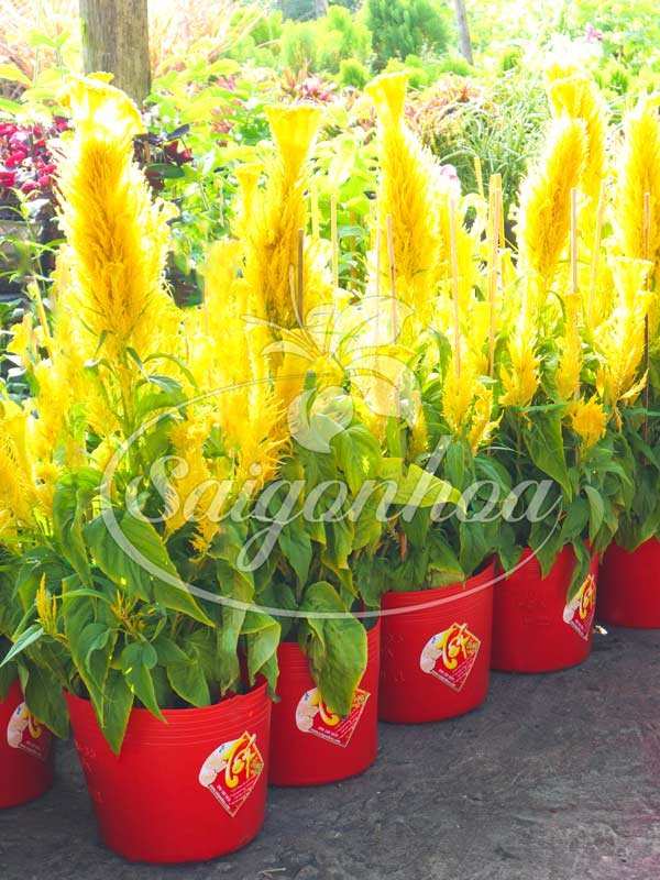 Mào Gà Phụng Vỹ Trang Trí Tết