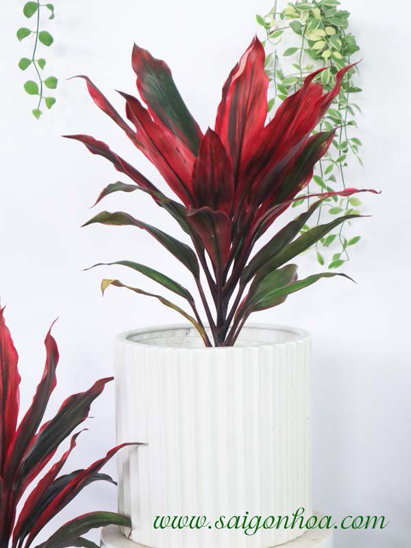Cây Huyết Dụ Sân Vườn