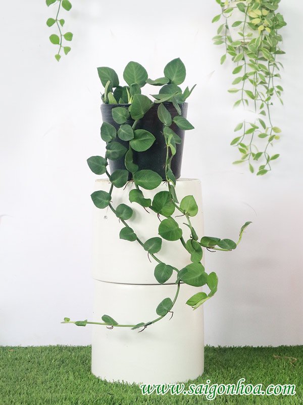 Dây Tắc Kè