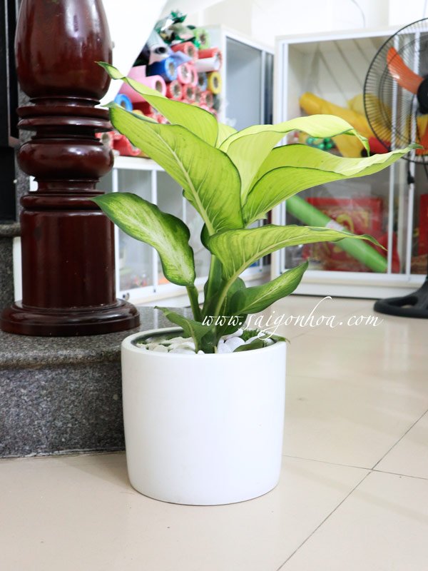 Chậu Cây Thiên Hoàng