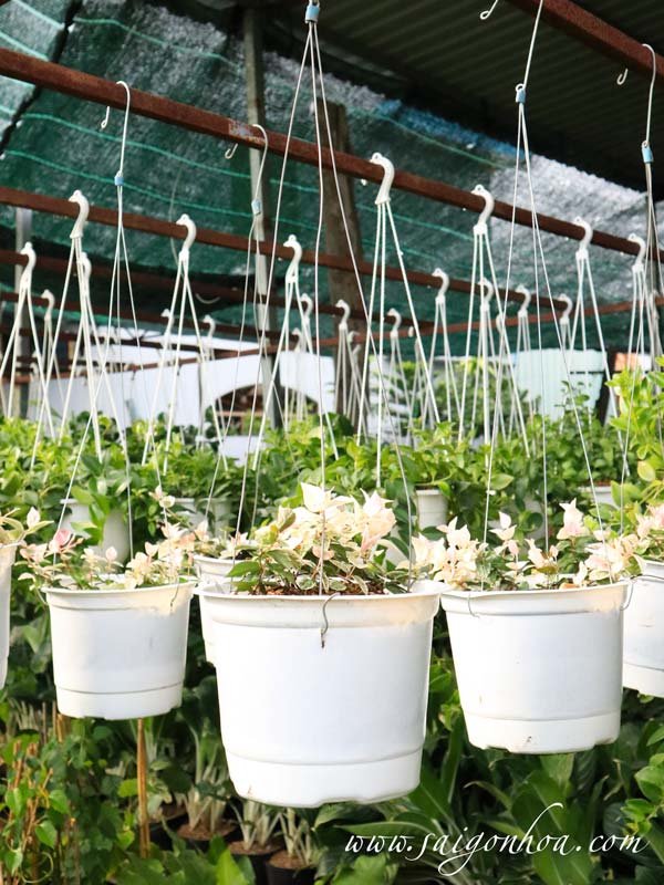 Dây Thằn Lằn Bông Chậu Treo