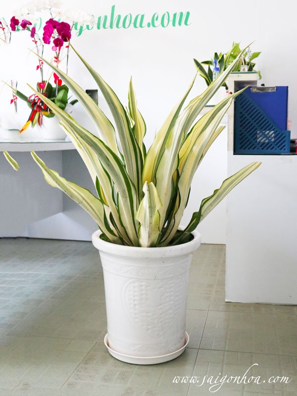Chậu Cây Thùa Vàng