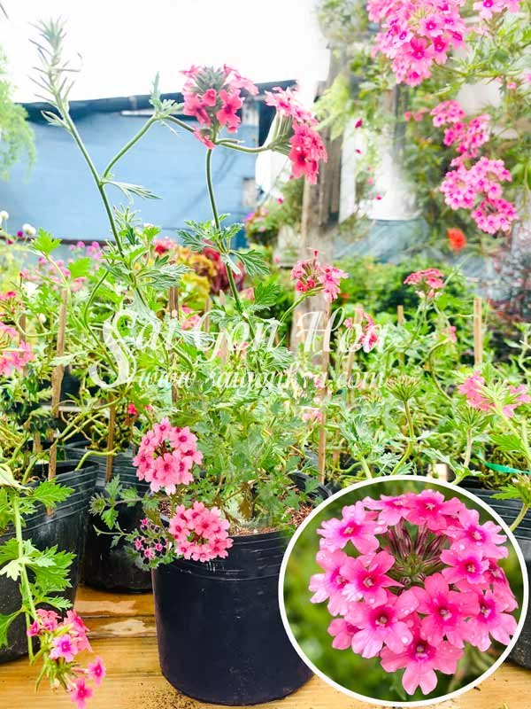 Cây Hoa Cúc Nữ Hoàng
