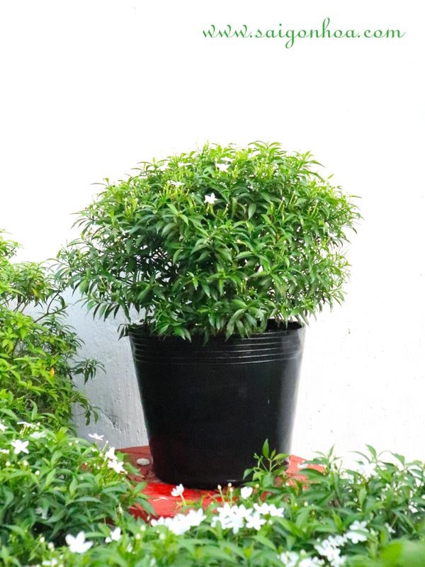 Cây Mai Vạn Phúc Loại Trung
