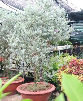 Cây Tuyết Sơn Phi Hồng Loại Lớn