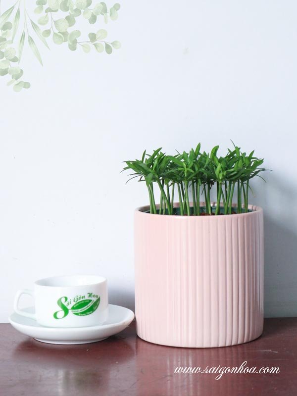 Cây Tùng Hạnh Phúc Để Bàn