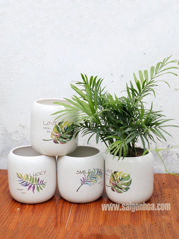 Chậu Bom Họa Tiết Mini Gốm Sứ Bát Tràng