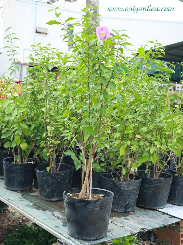 Cây Hồng Phúc Thiên Lý